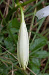 Seven-sisters <BR>Spring-lily